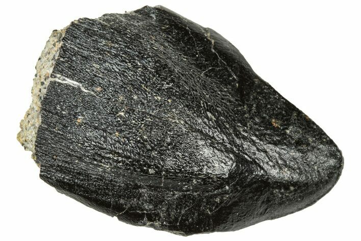 Fossil Sauropod (Camarasaurus) Tooth -Bone Cabin Quarry, Wyoming #323974